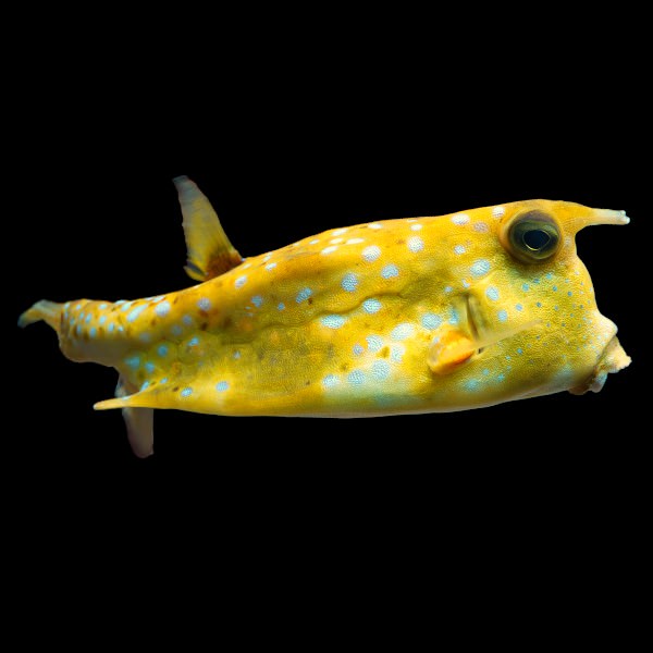 Longhorn Cowfish