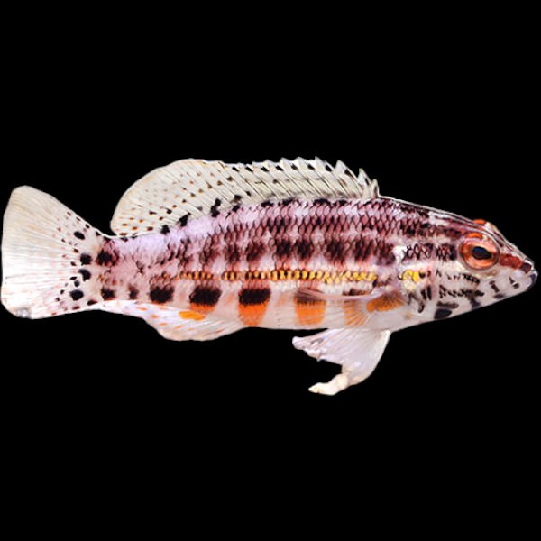 Lantern Bass