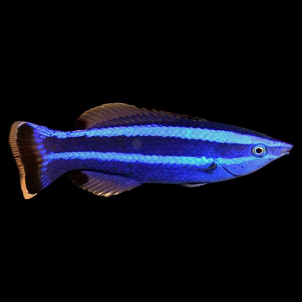 Four Line Cleaner Wrasse