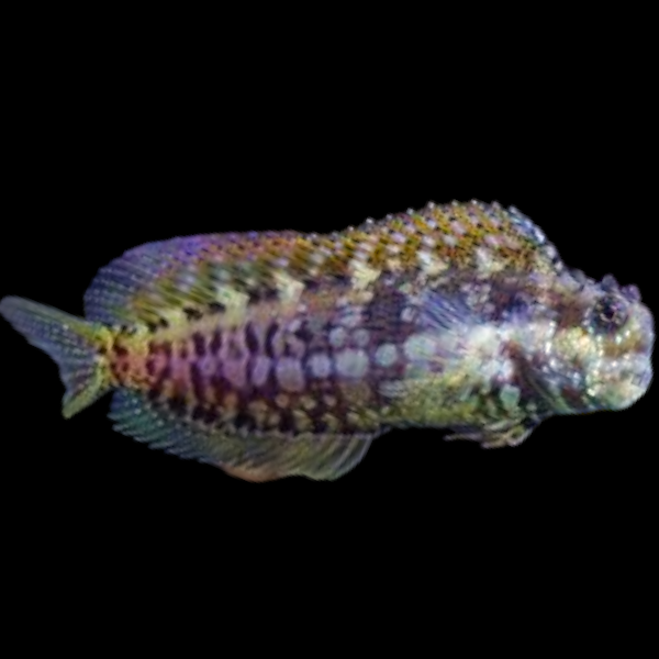 Lawnmower blenny