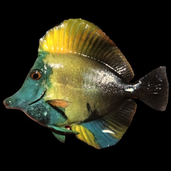 Koi Tang - WYSIWYG - A