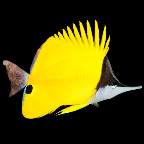 Long-Nosed Butterflyfish