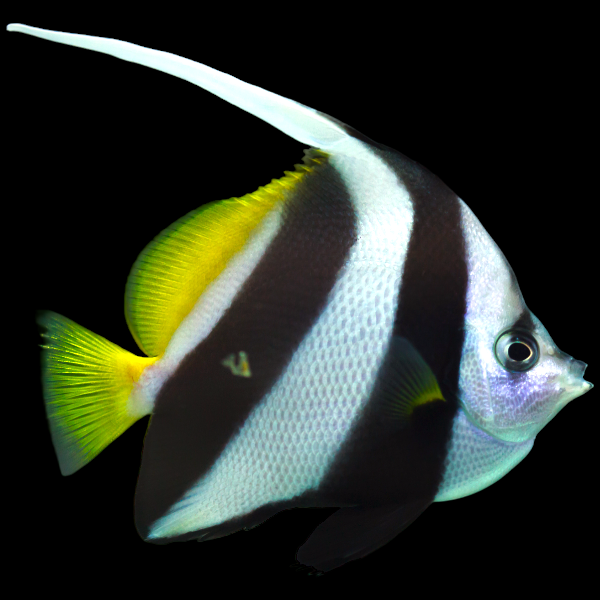 Longfin Bannerfish
