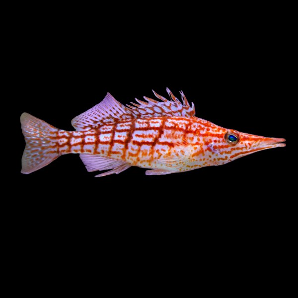 Longnose Hawkfish