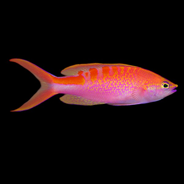 Lori's Anthias
