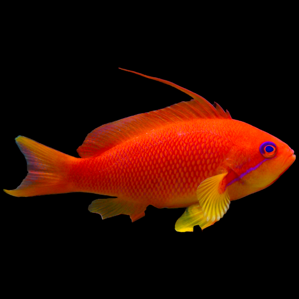 Lyretail Anthias Female