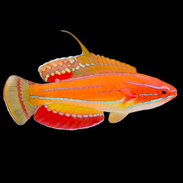 McCosker's Flasher Wrasse