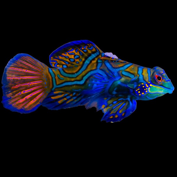 Mandarin Dragonet