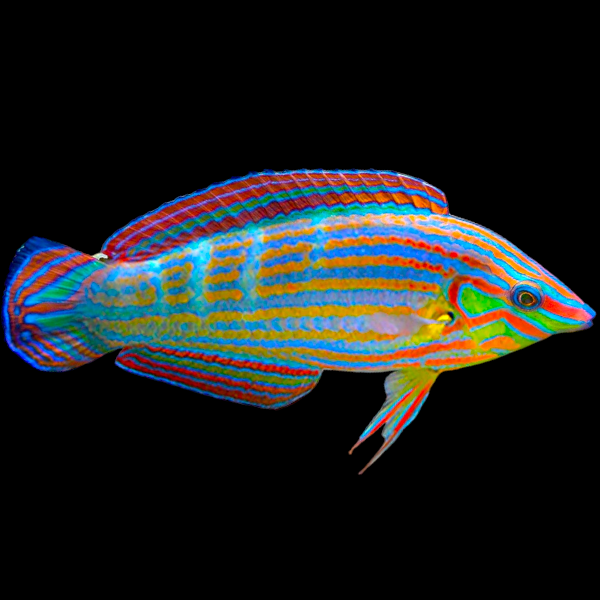 Melanurus Wrasse