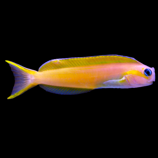 Midas Blenny