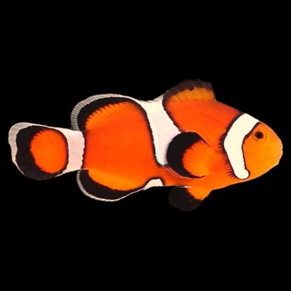 Misbar Clownfish (Captive Bred)
