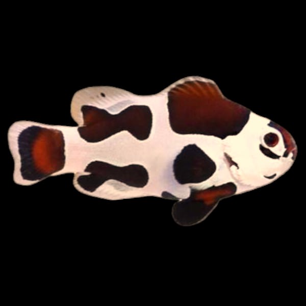 Mocha Storm Clownfish ( Captive-Bred Juvenille )