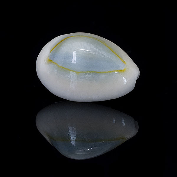 Gold-Ring Cowry Snail