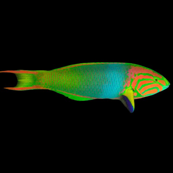 Moon Wrasse