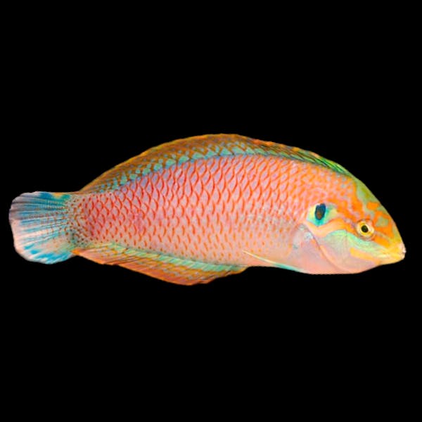 Moyer's Wrasse