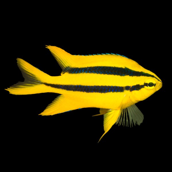 Black and Gold Chromis