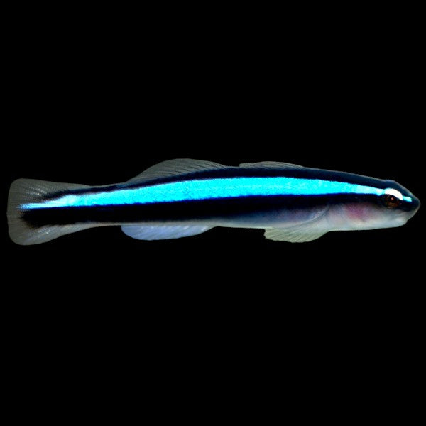 Neon shop goby care