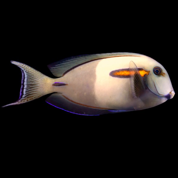 Hybrid Cross-breed - Lieutenant X Orange-blotch tang (RARE)