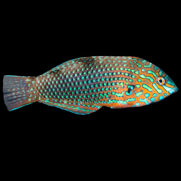 Ornate Leopard Wrasse