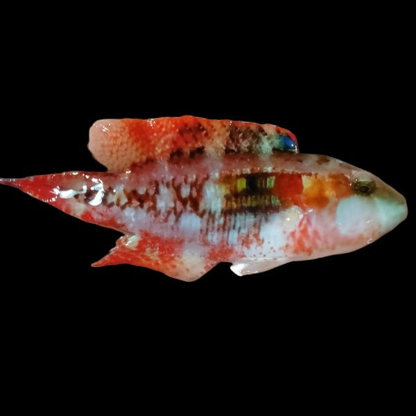 Little Maori-wrasse