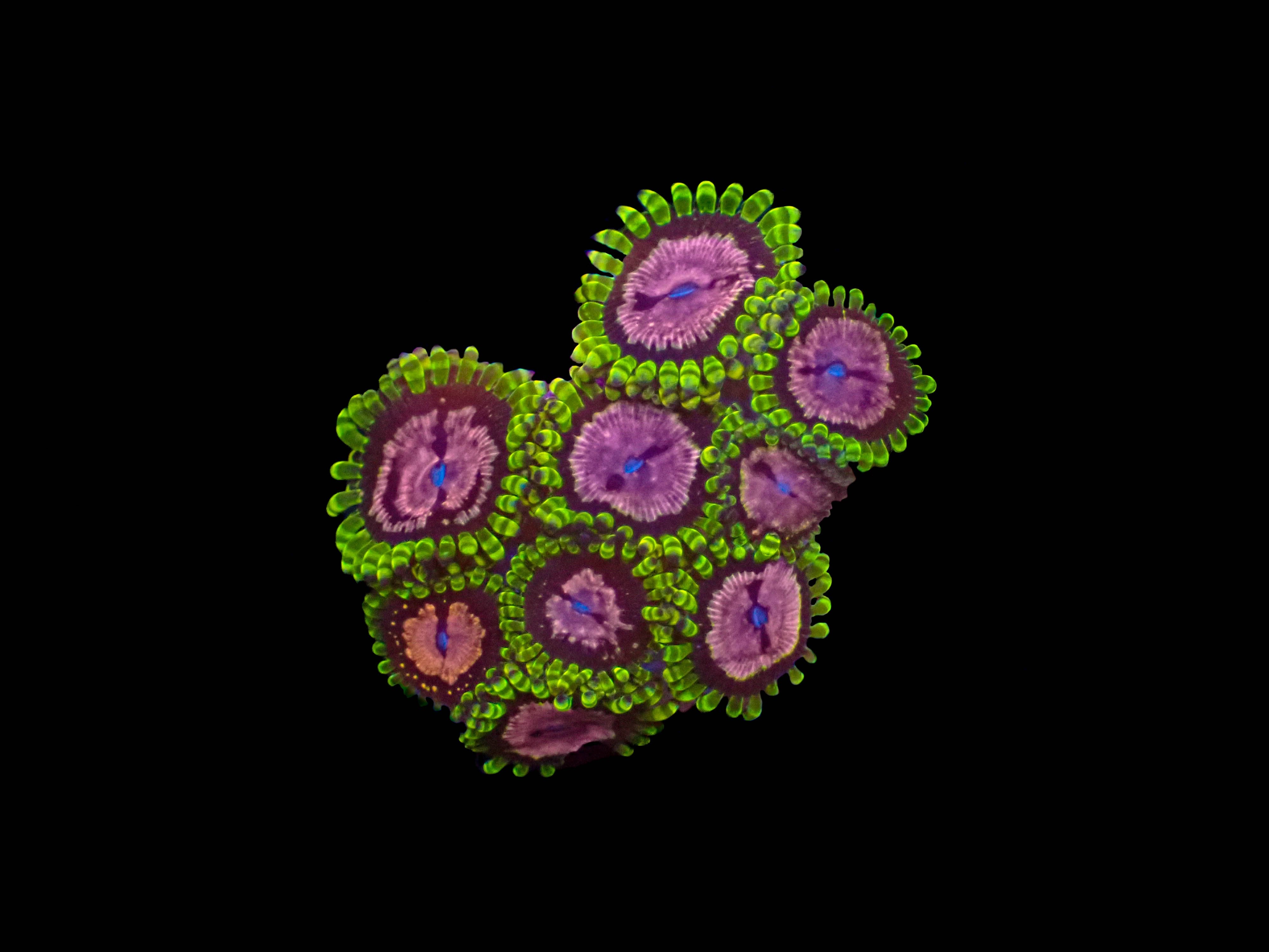 Purple Monster Zoa **3-6 Polyps**