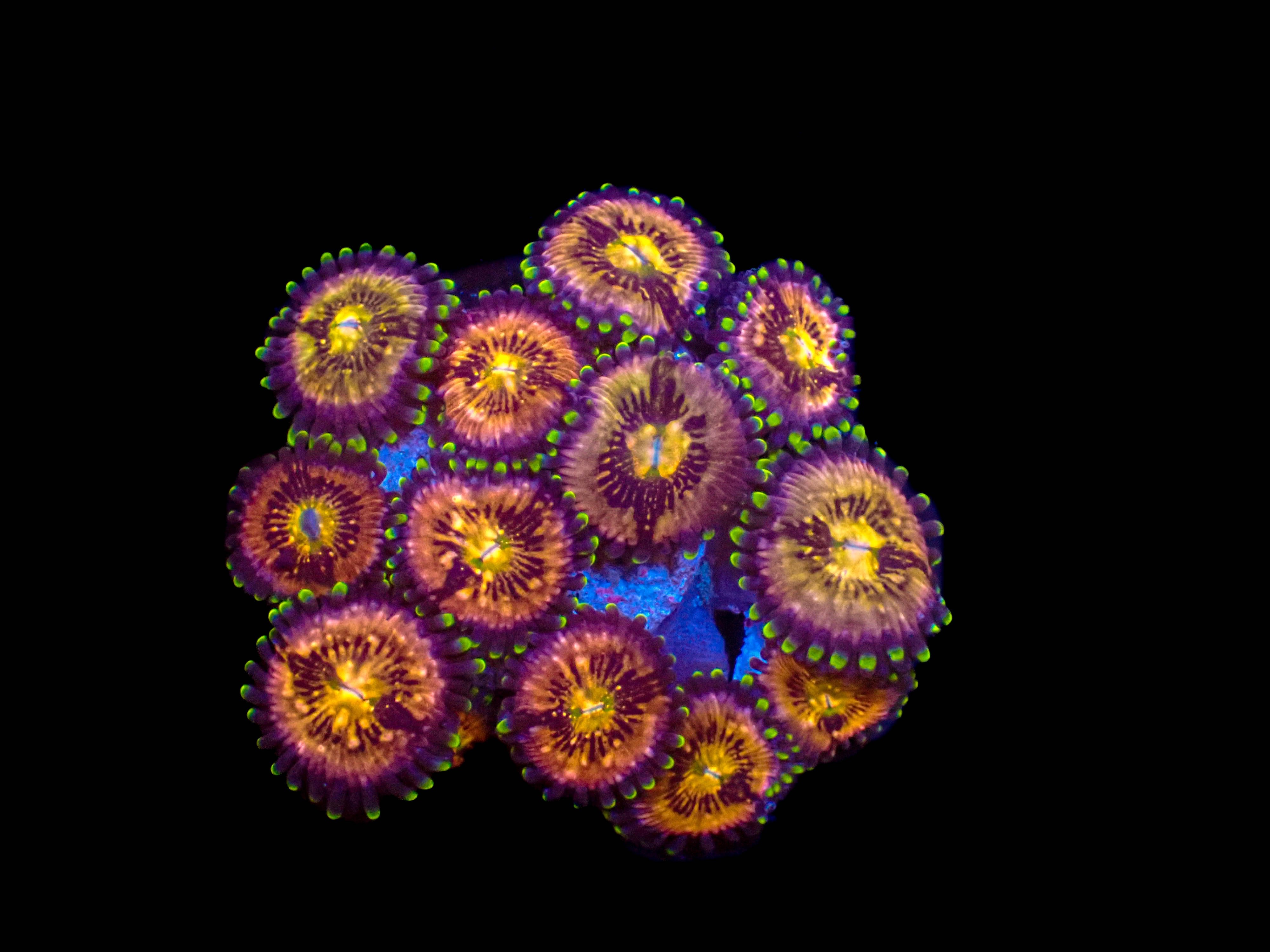 Nirvana Zoanthid **3-9 Polyps**