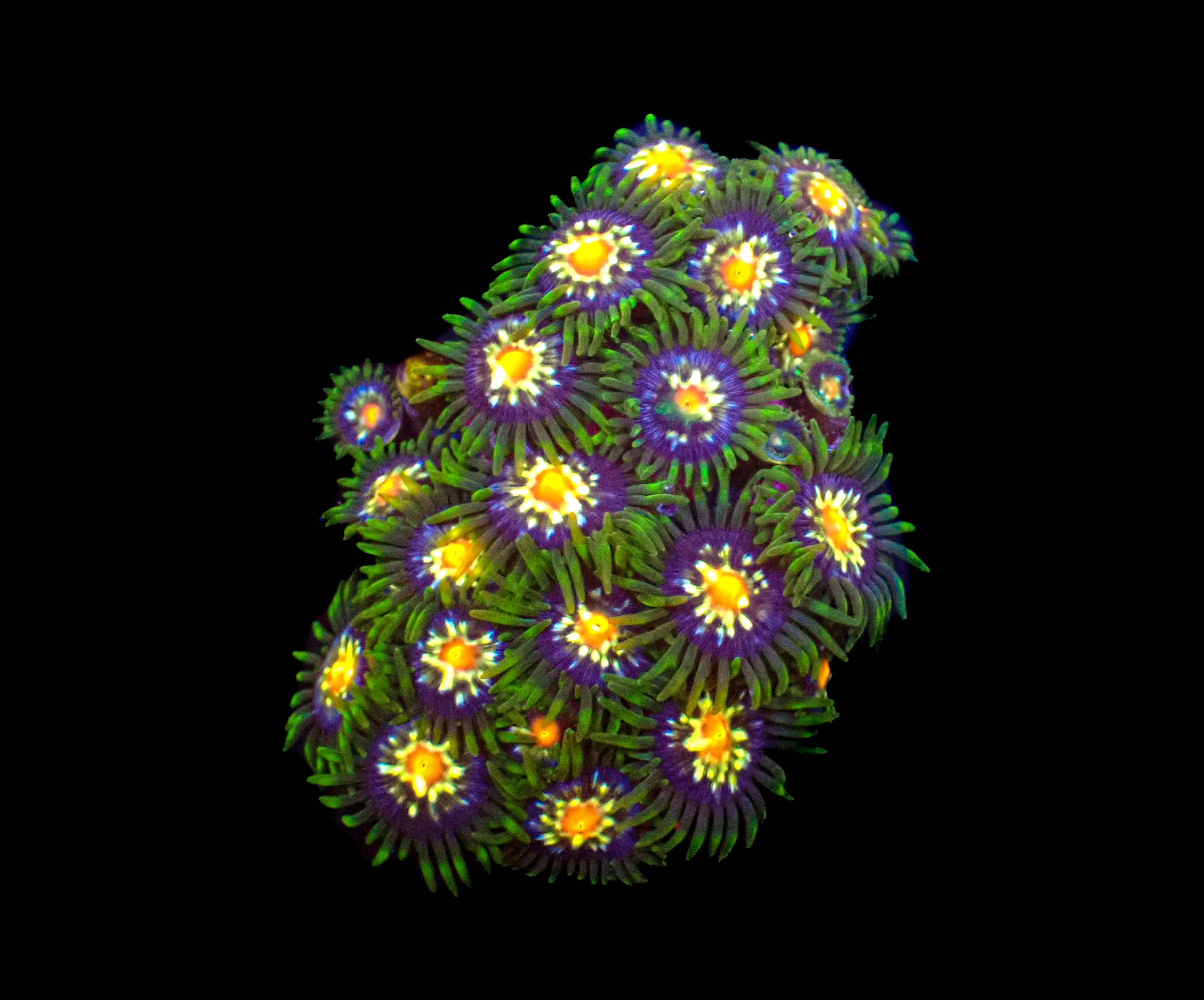 Pinwheel Zoanthids **5-10 Polyps**