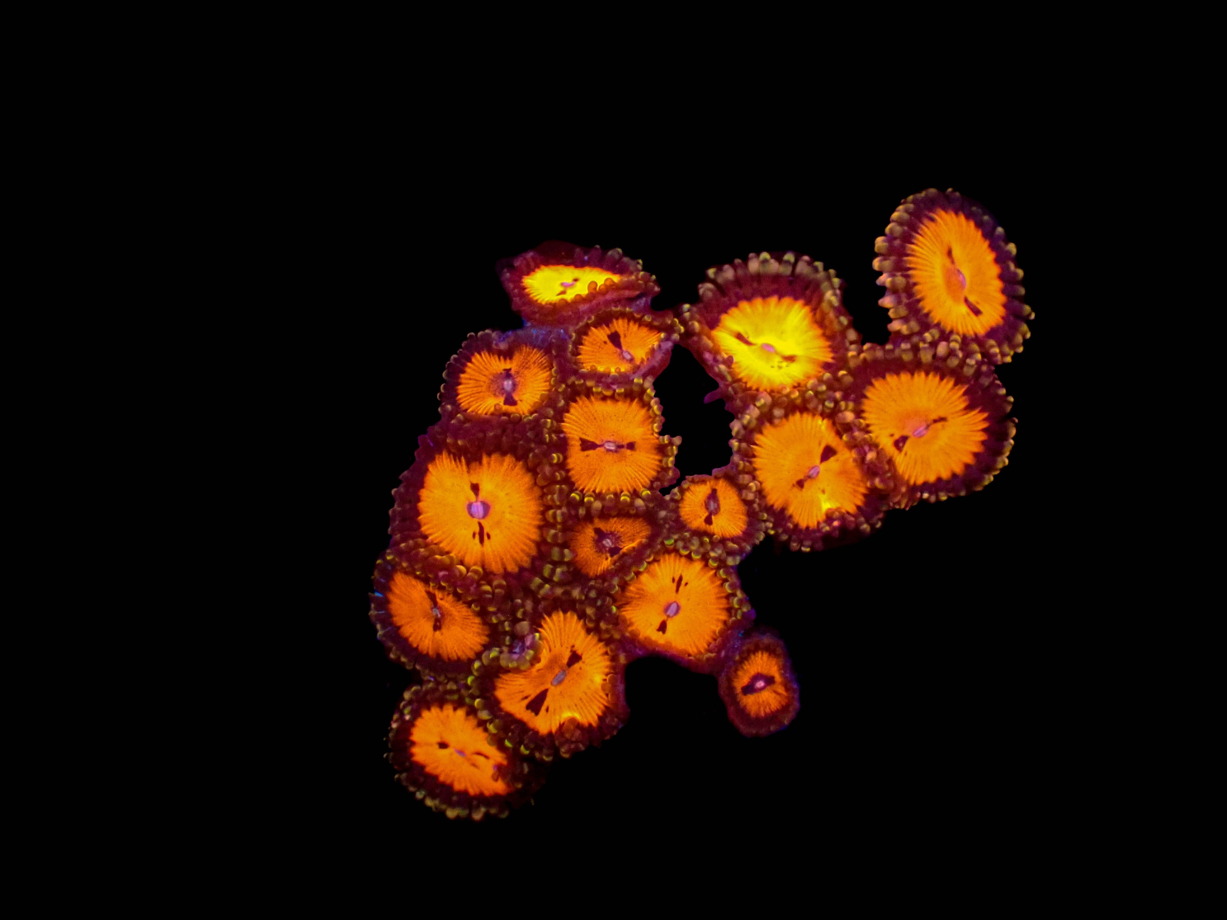 Blood Sucker Zoanthids **4-6 Polyps**