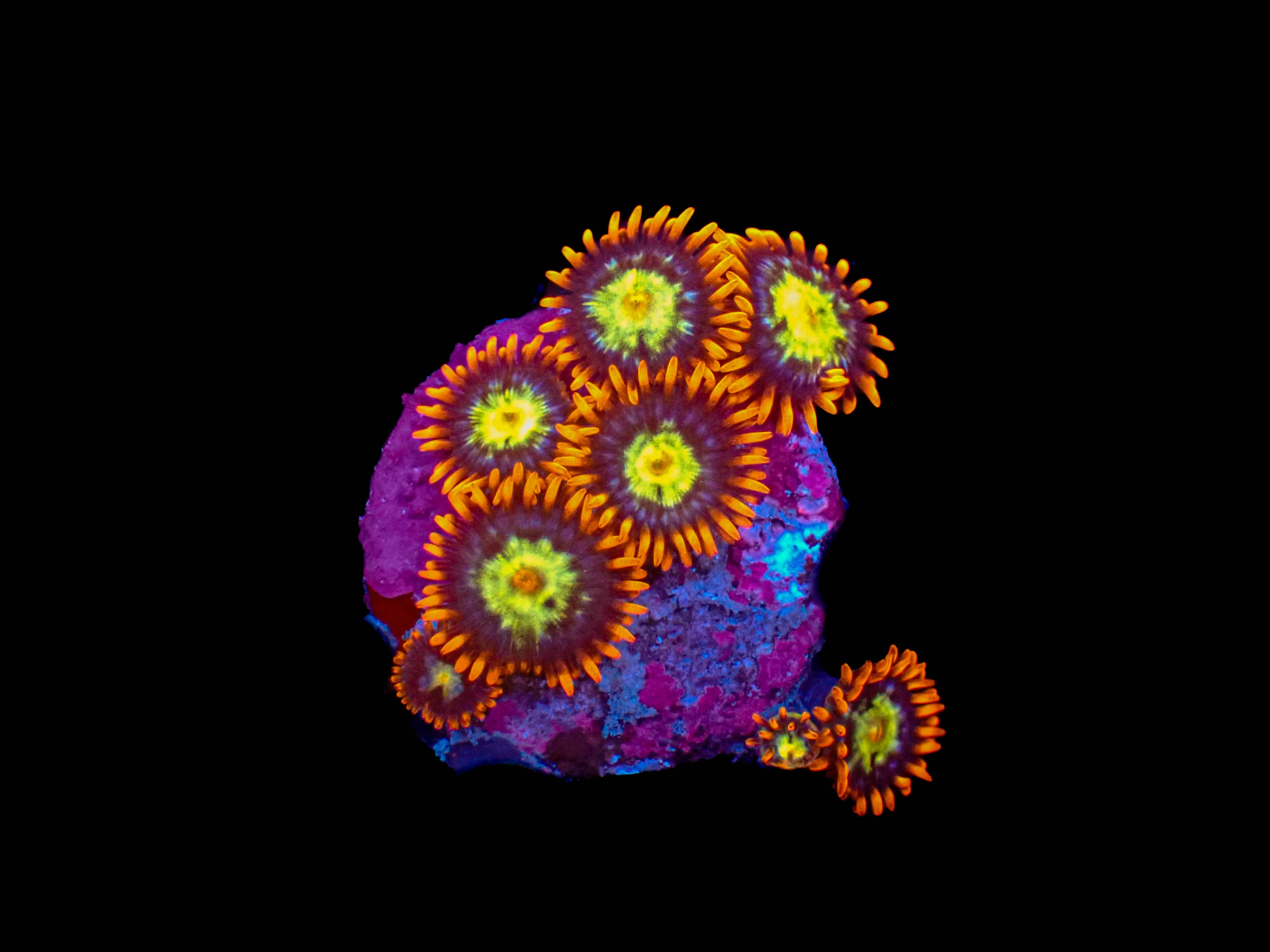 Entropy Zoanthid **5-8 Polyps**