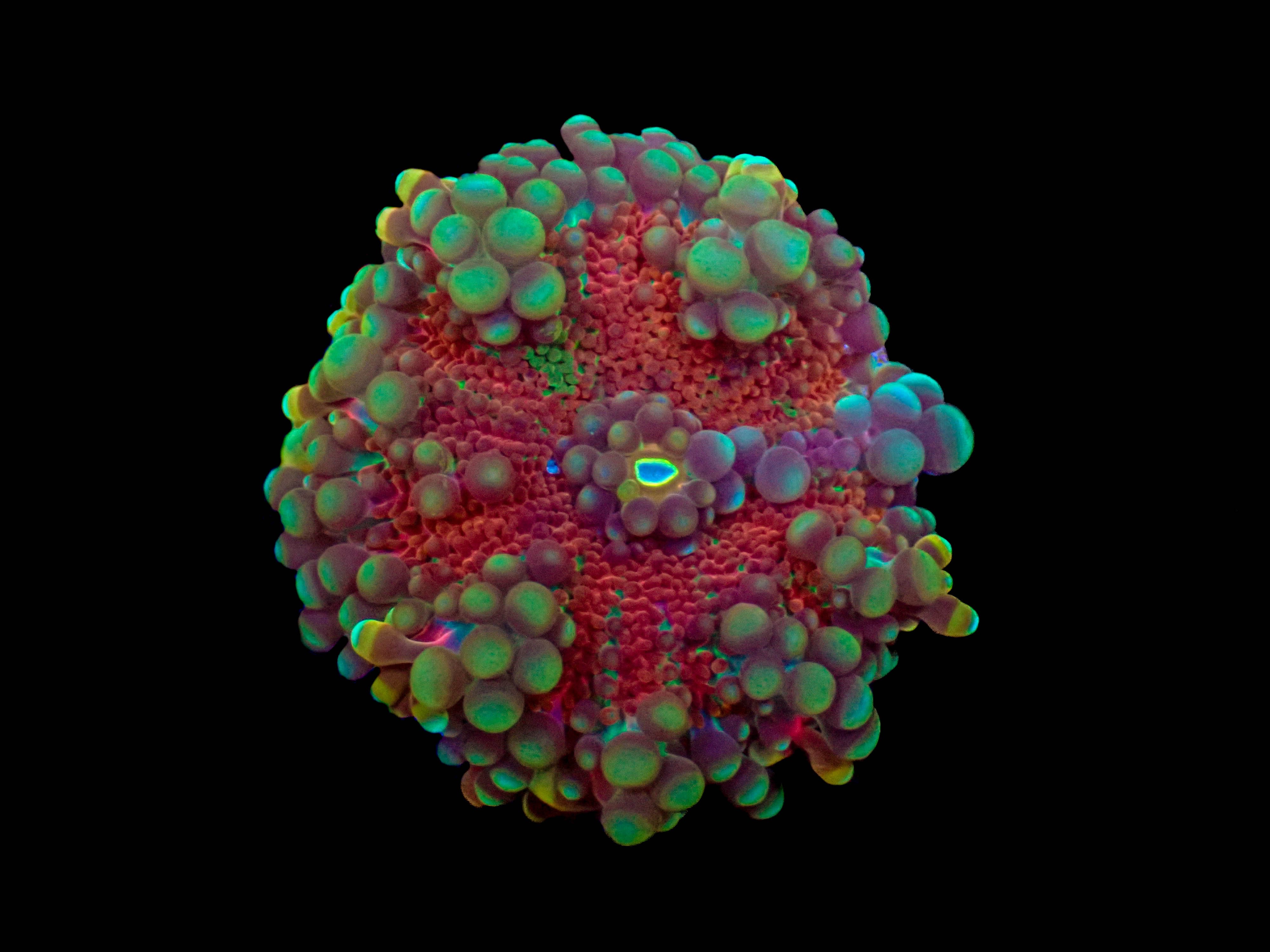 Starfire Ricordea Yuma Mushroom