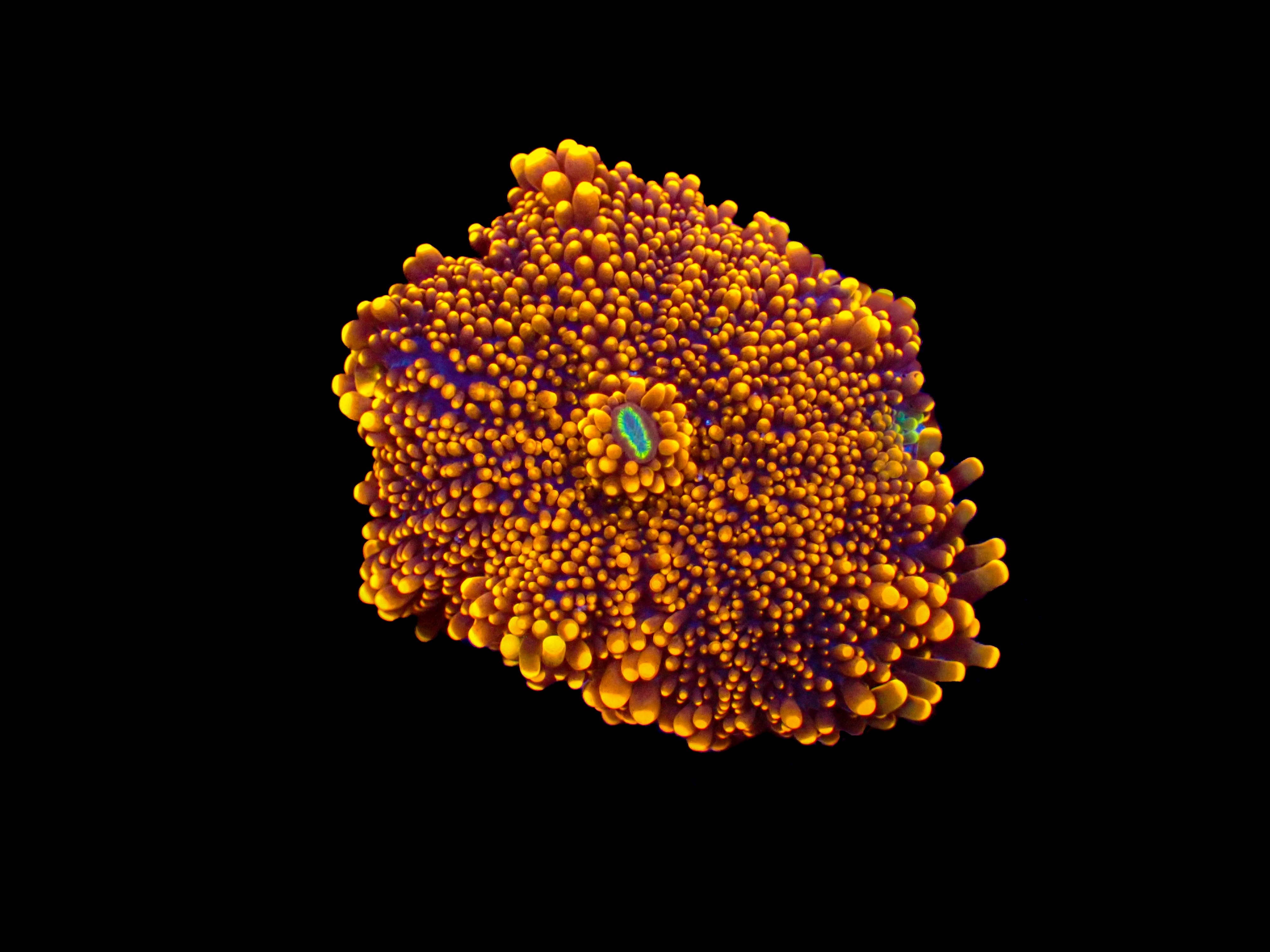 Hellfire Ricordea Yuma