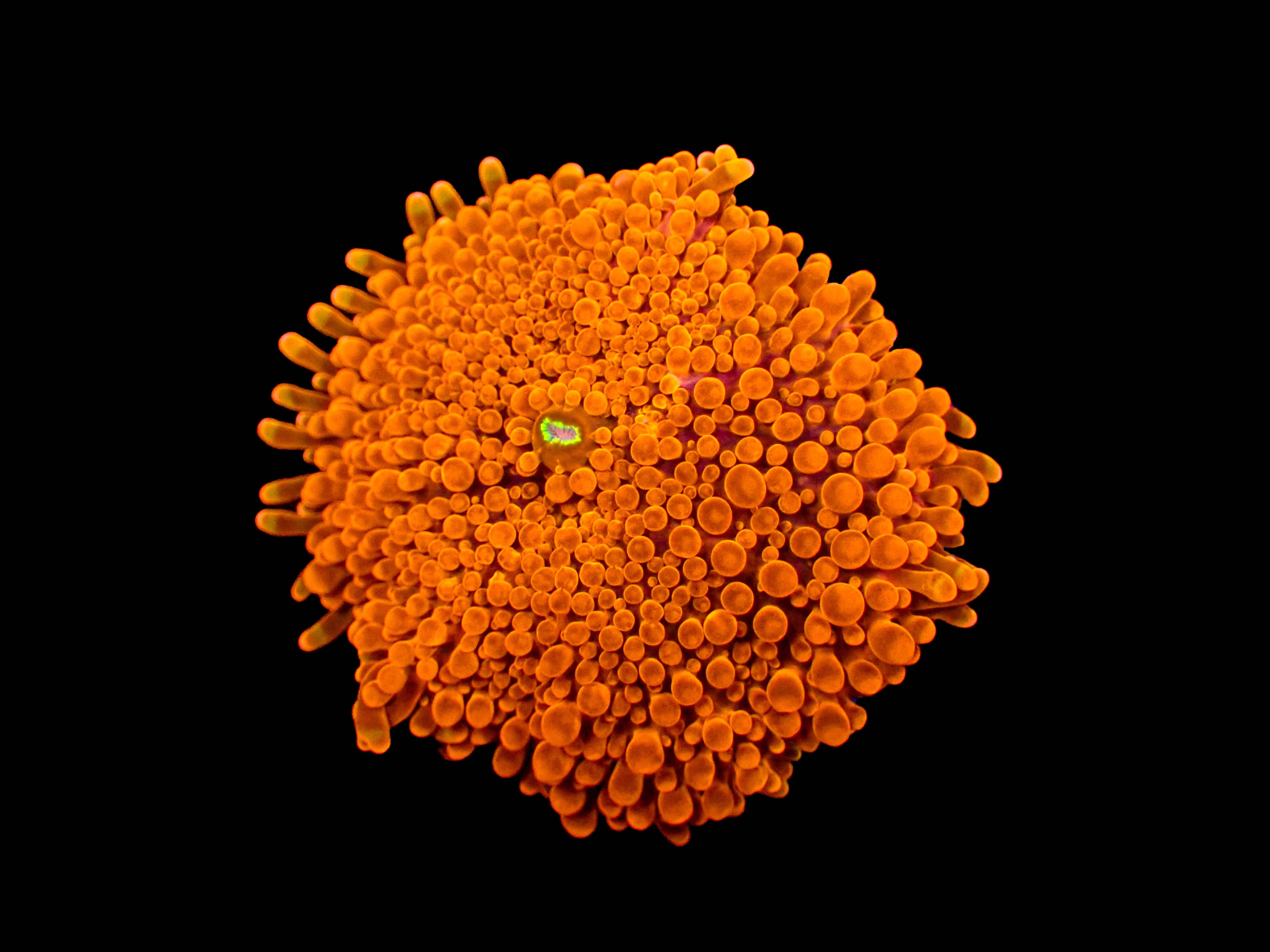 Orange Ricordea Yuma