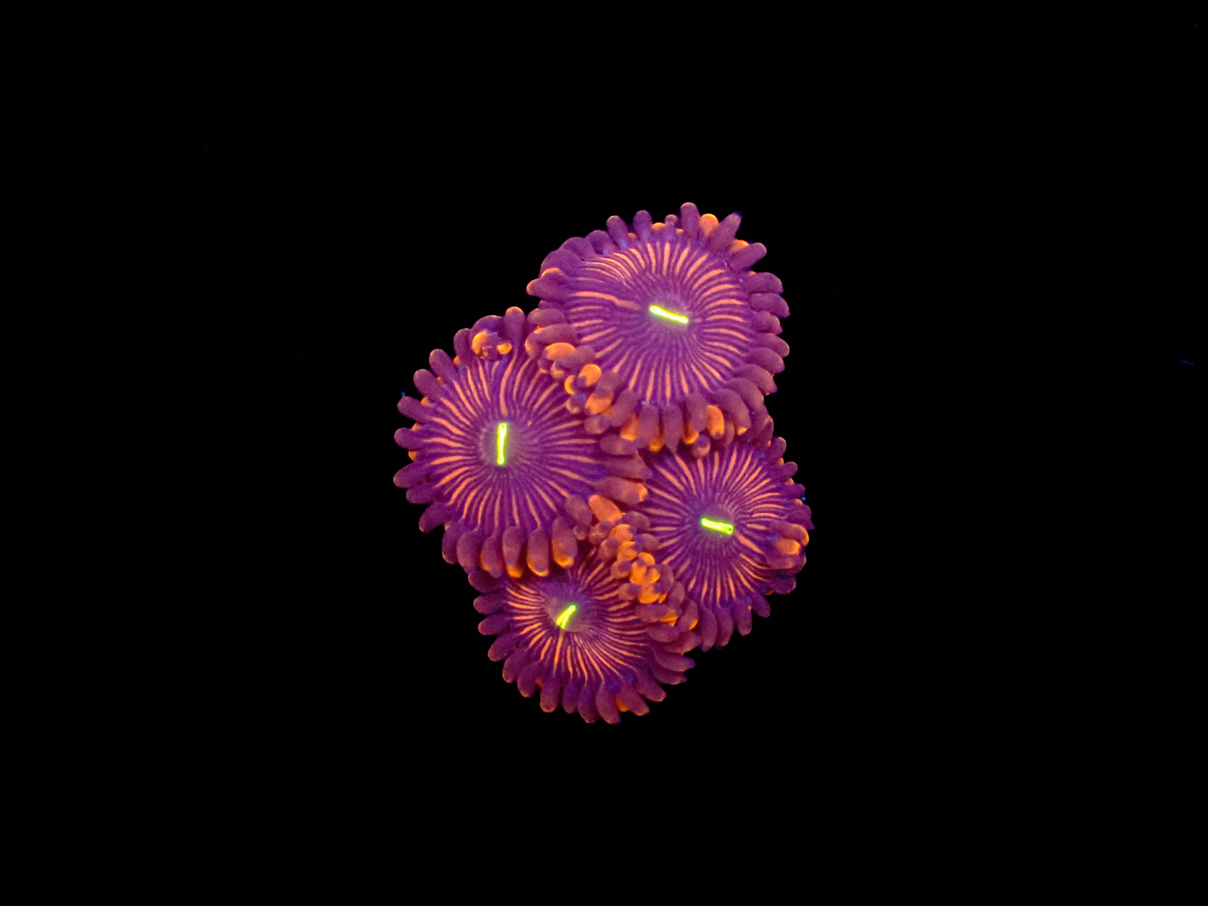 Red People Eater Zoa **3-6 Polyps**