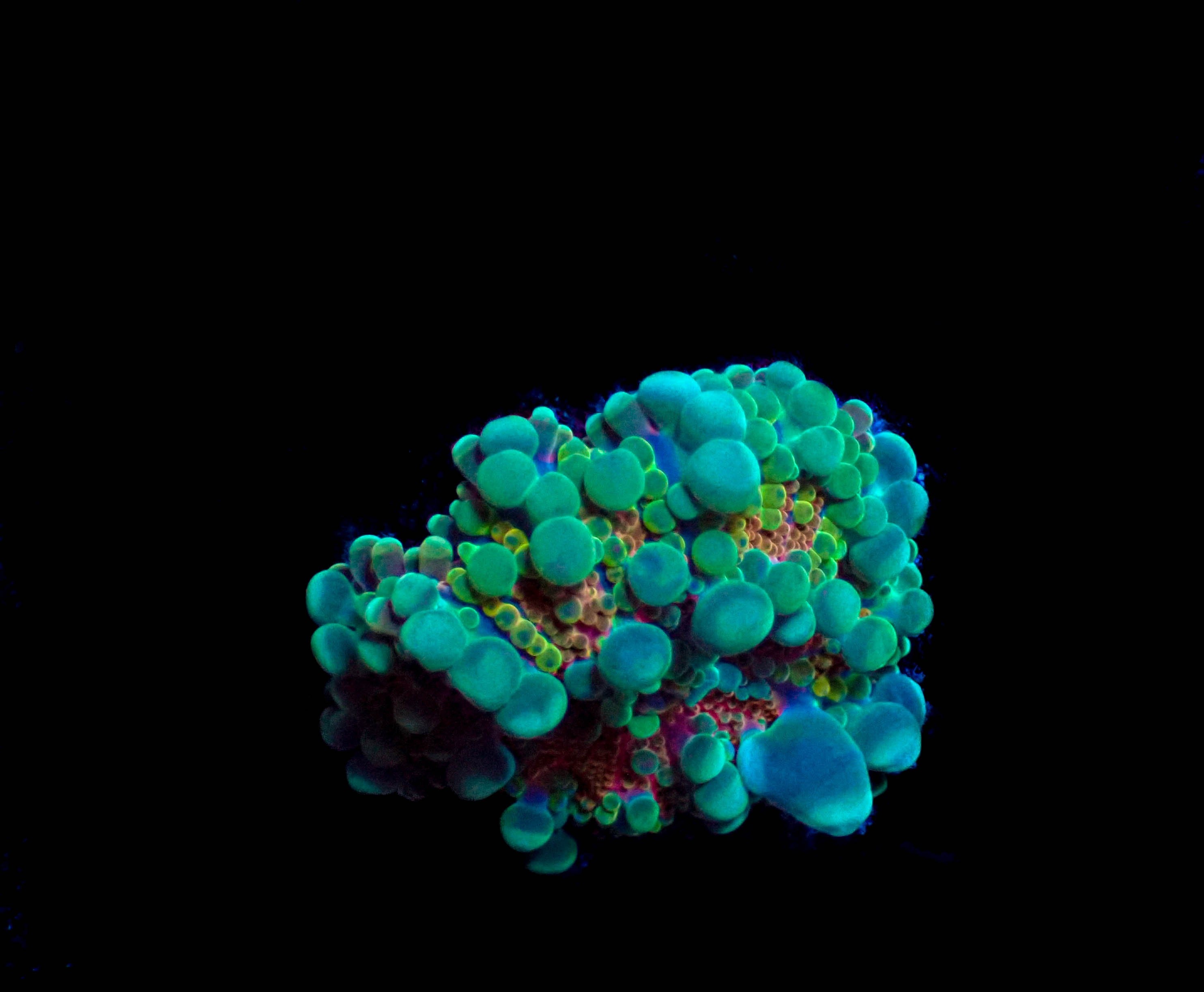 WYSIWYG Ricordea Yuma Mushroom