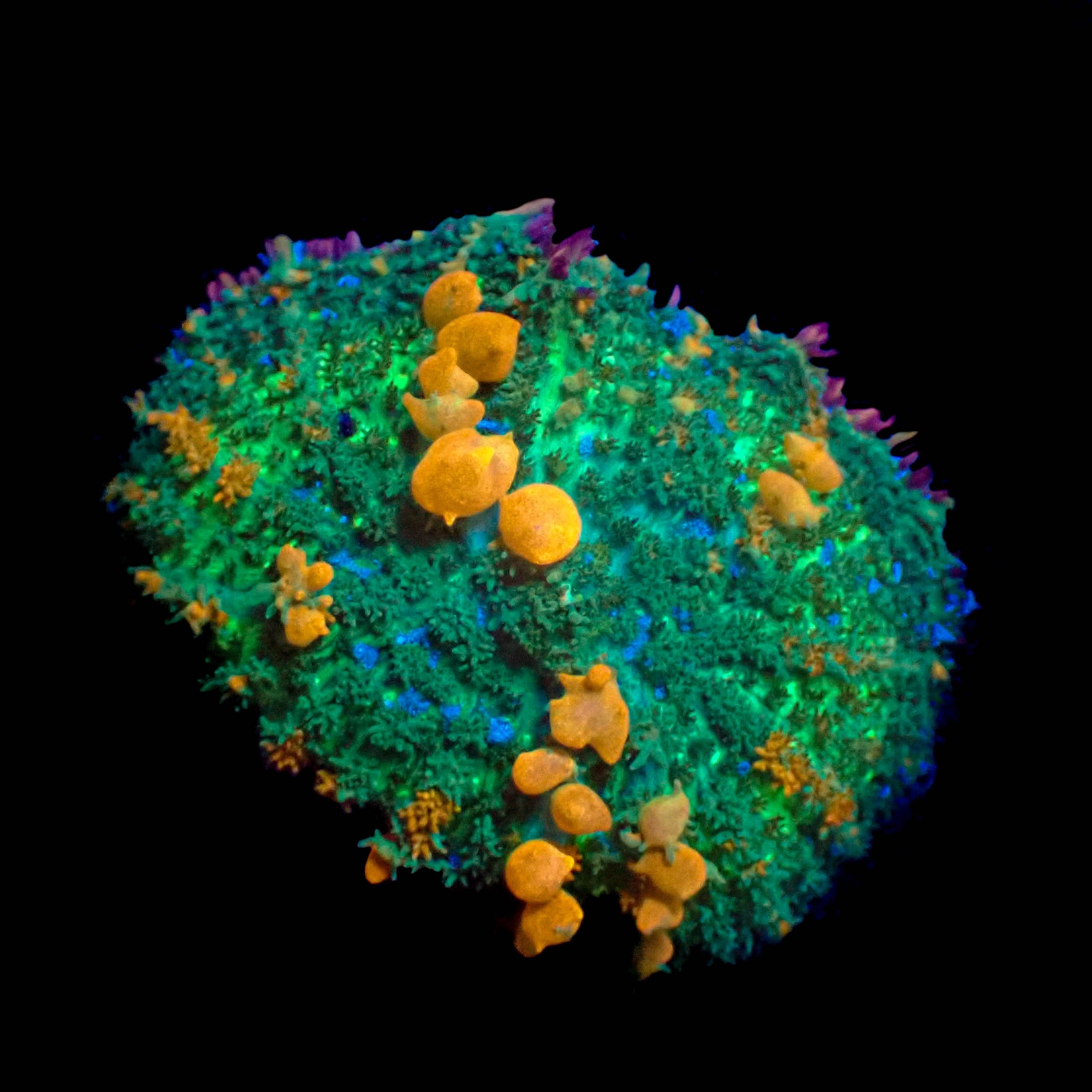 WYSIWYG Sunkist Bounce Mushroom