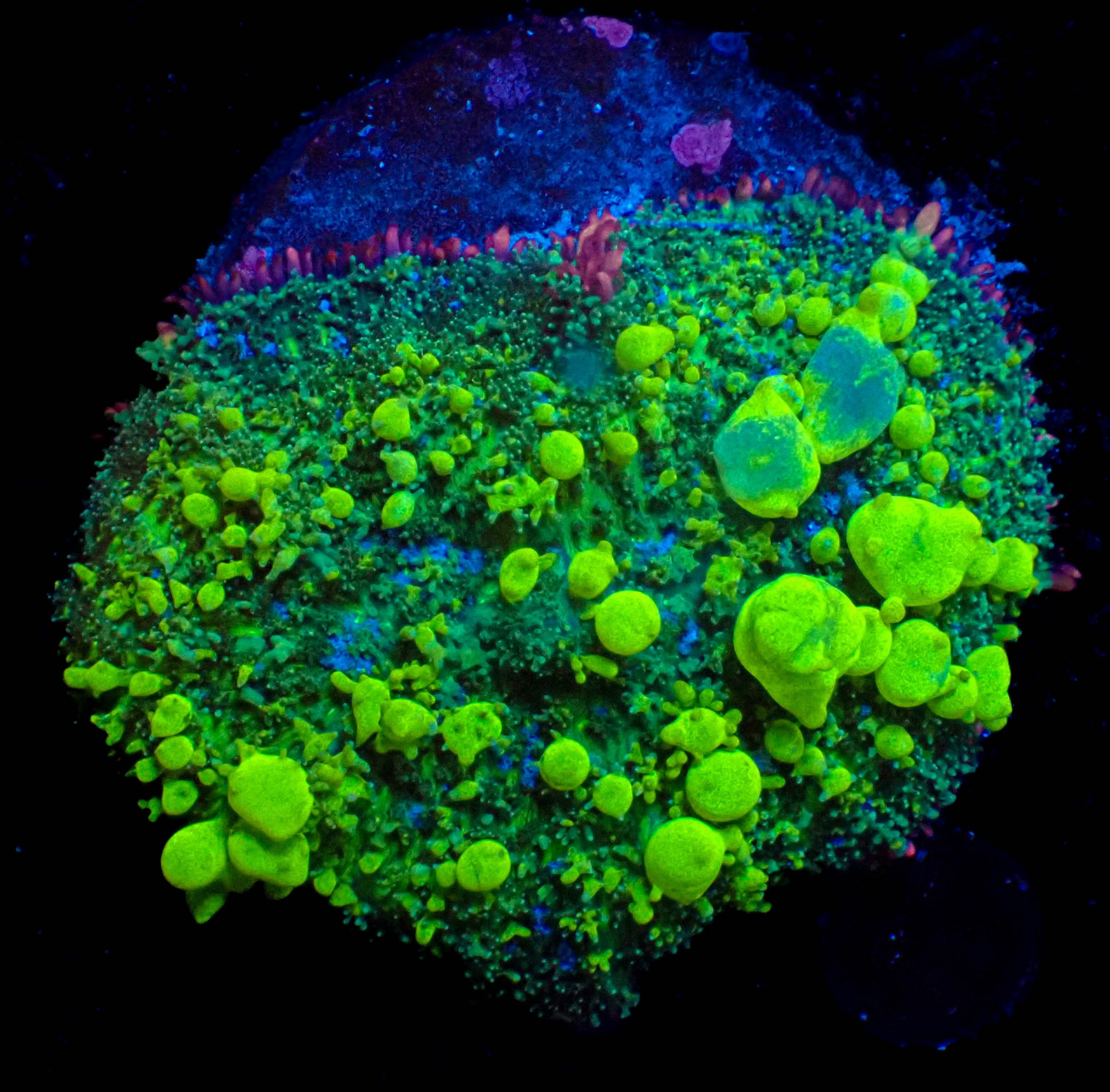 WYSIWYG Green Lantern Bounce Mushroom