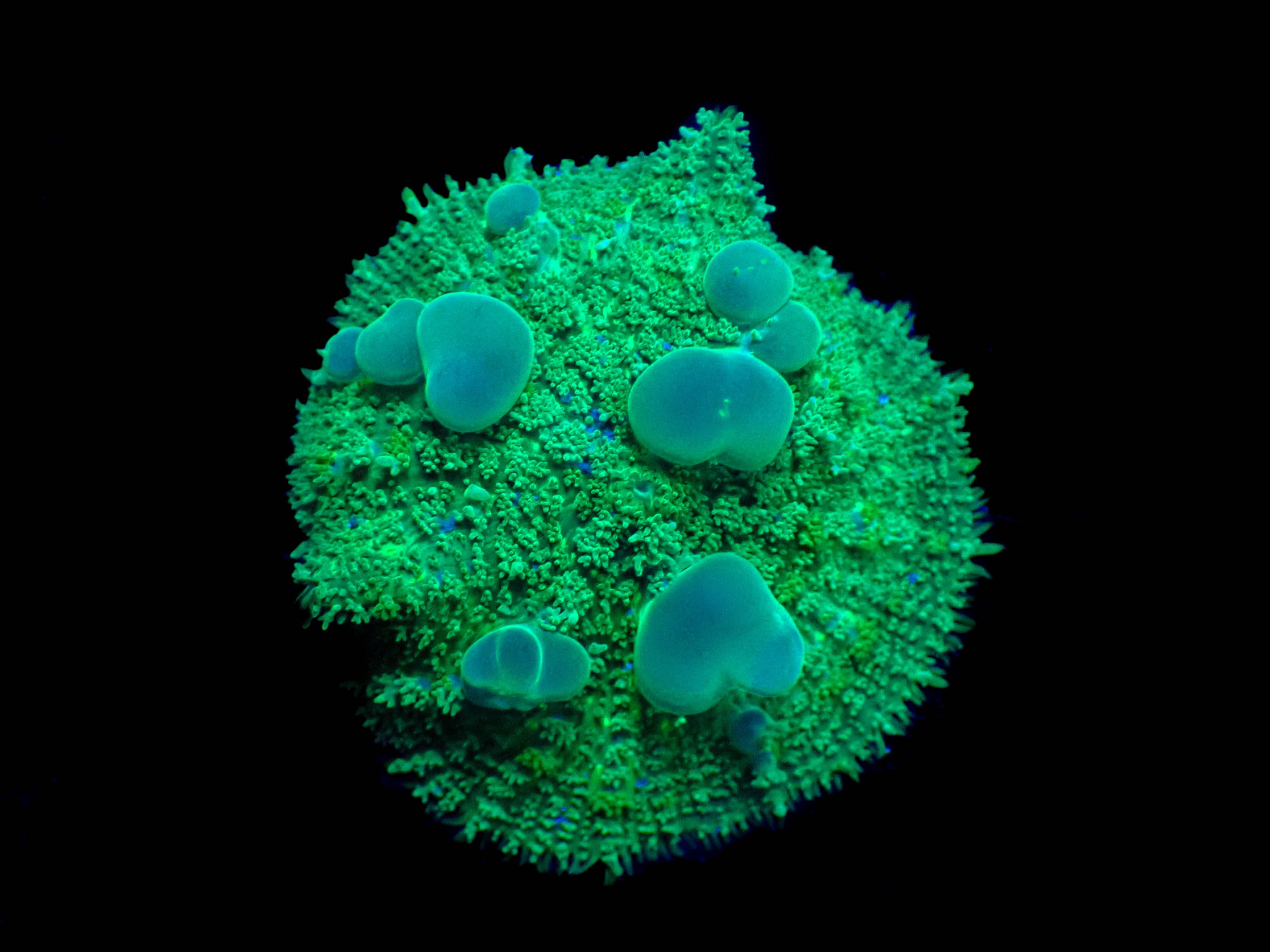 WYSIWYG Hulk Bounce Mushroom