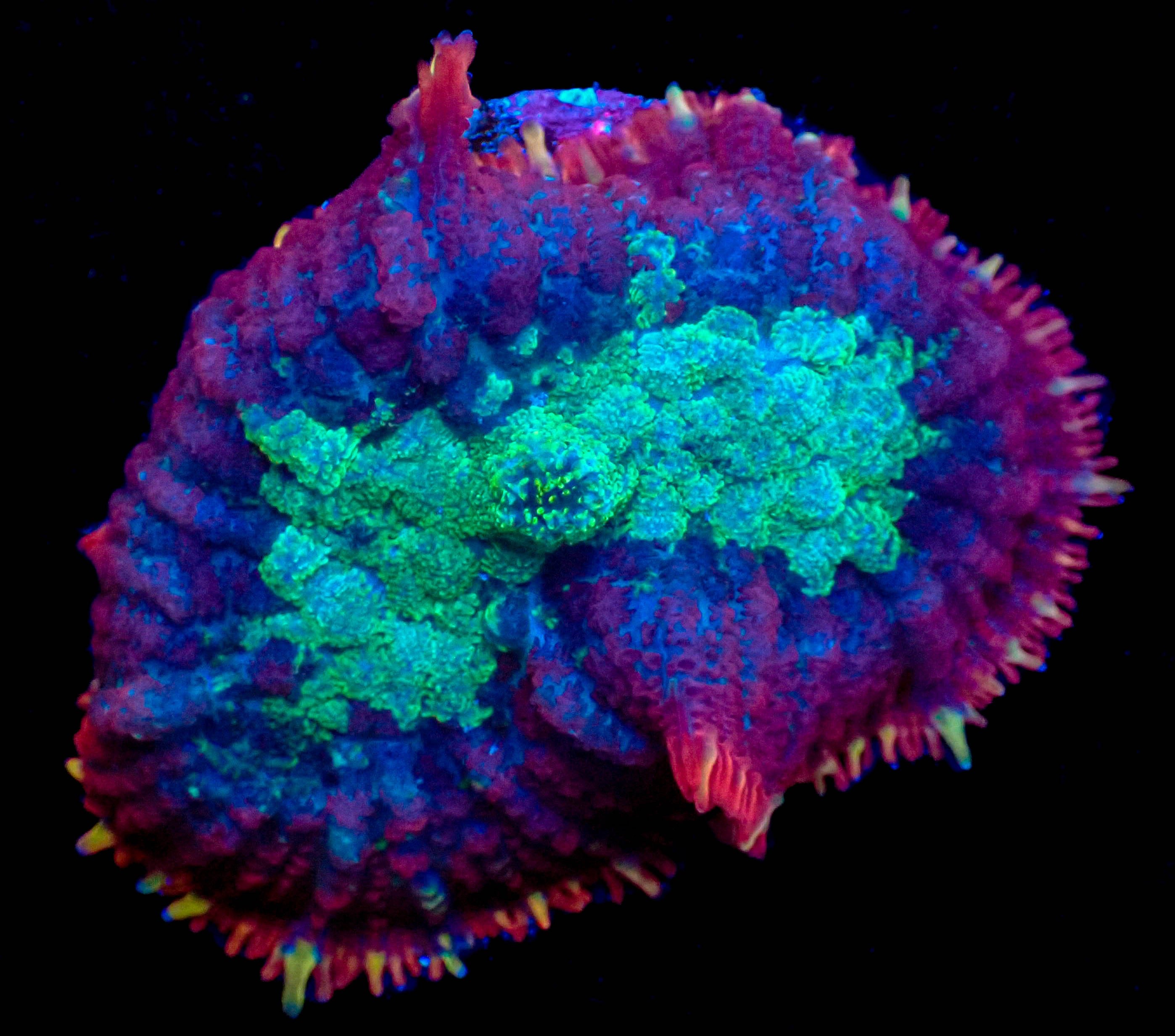 WYSIWYG Rhodactis Mushroom