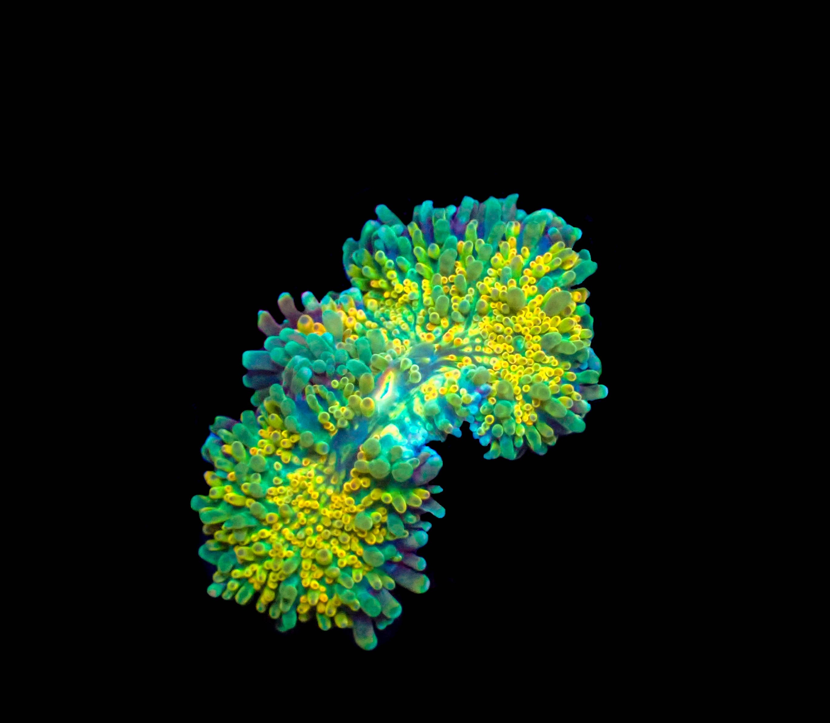 WYSIWYG Vibrant Ricordea Mushroom