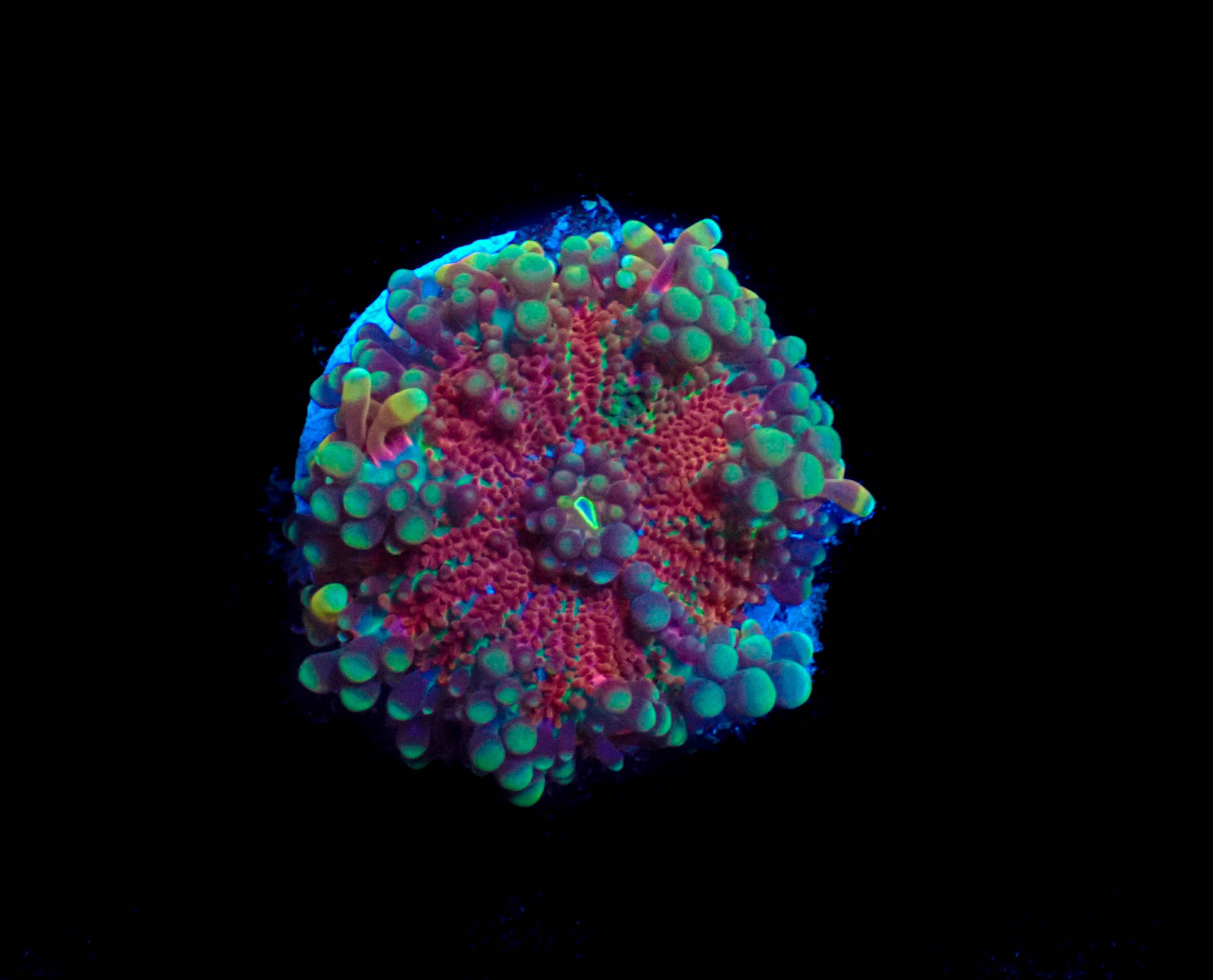 WYSIWYG Starfire Ricordea Yuma Mushroom