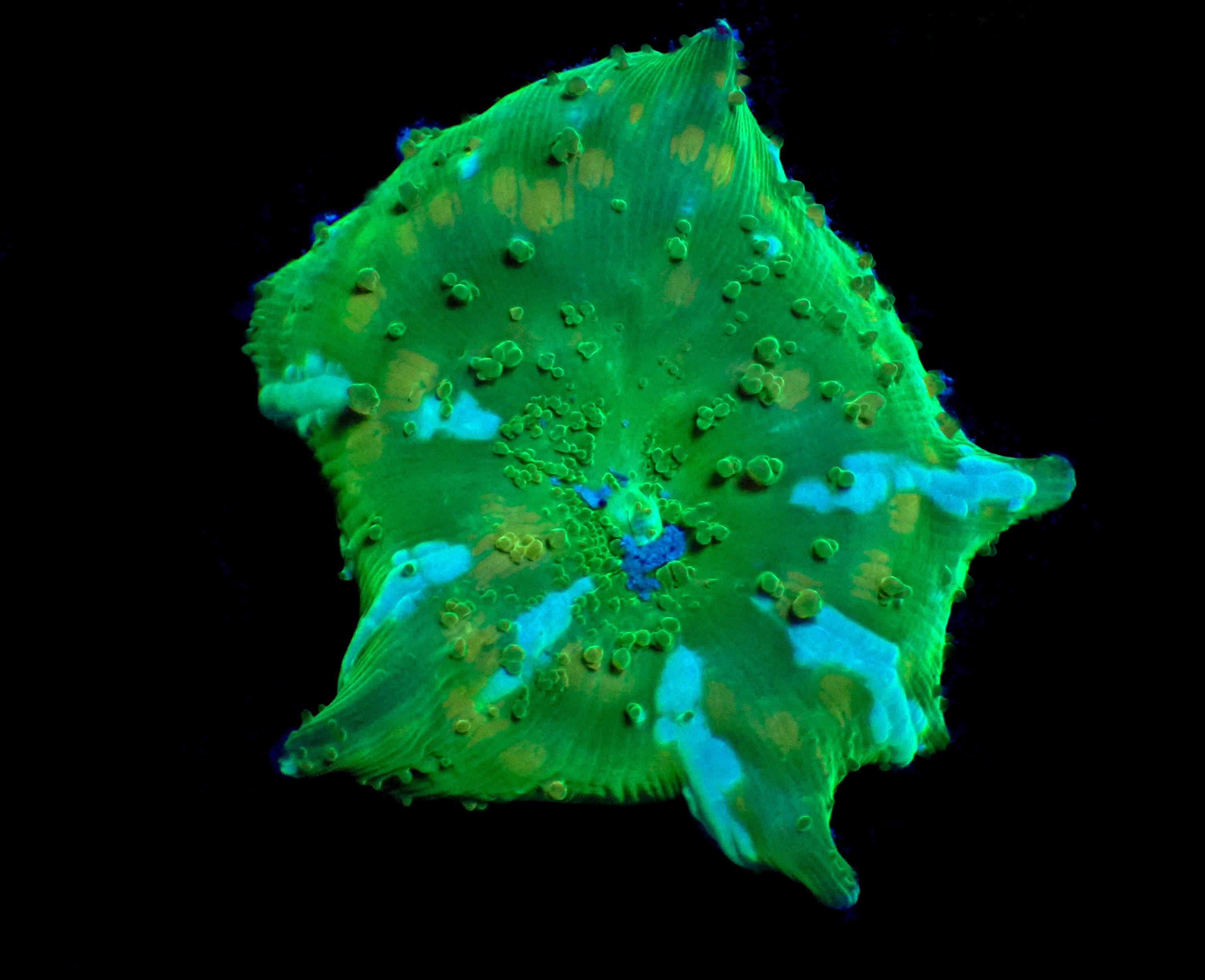 WYSIWYG Green Panther Discosoma Mushroom