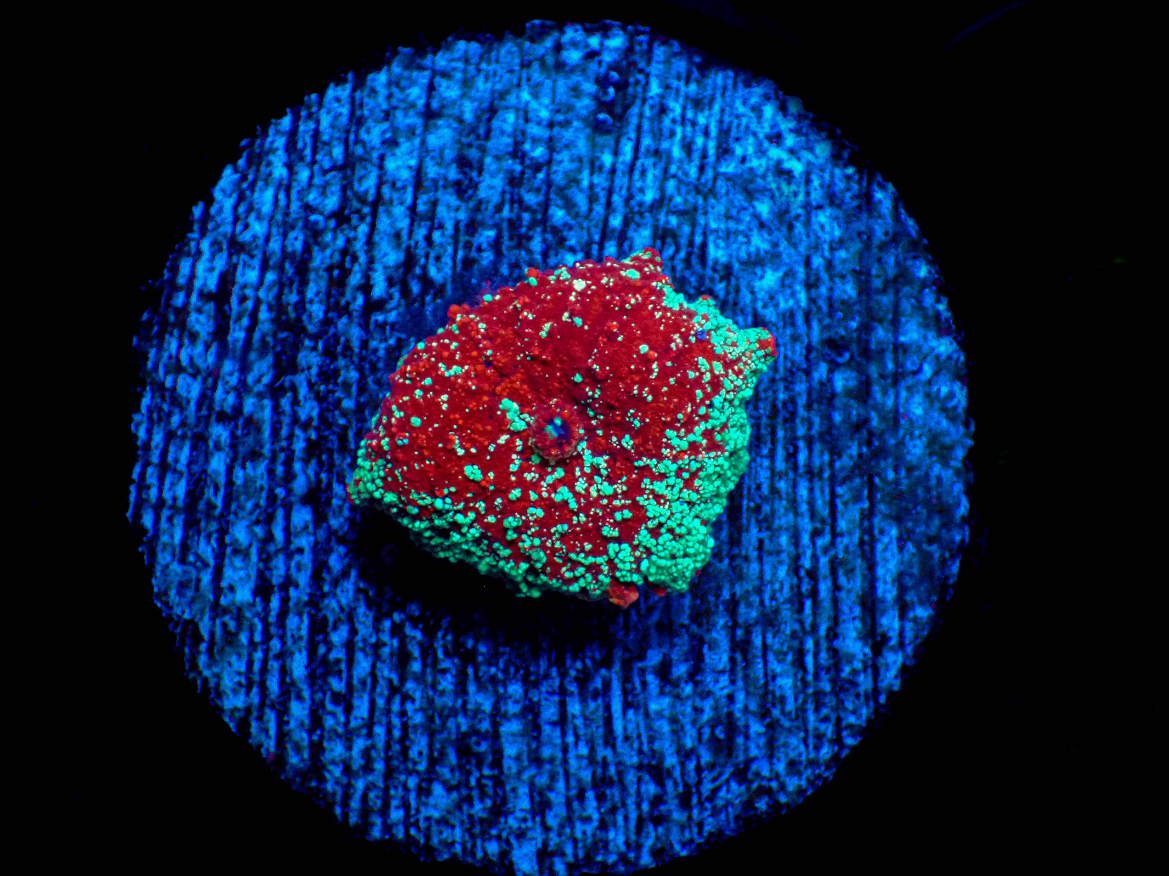 WYSIWYG Cran-merry Jawbreaker Mushroom