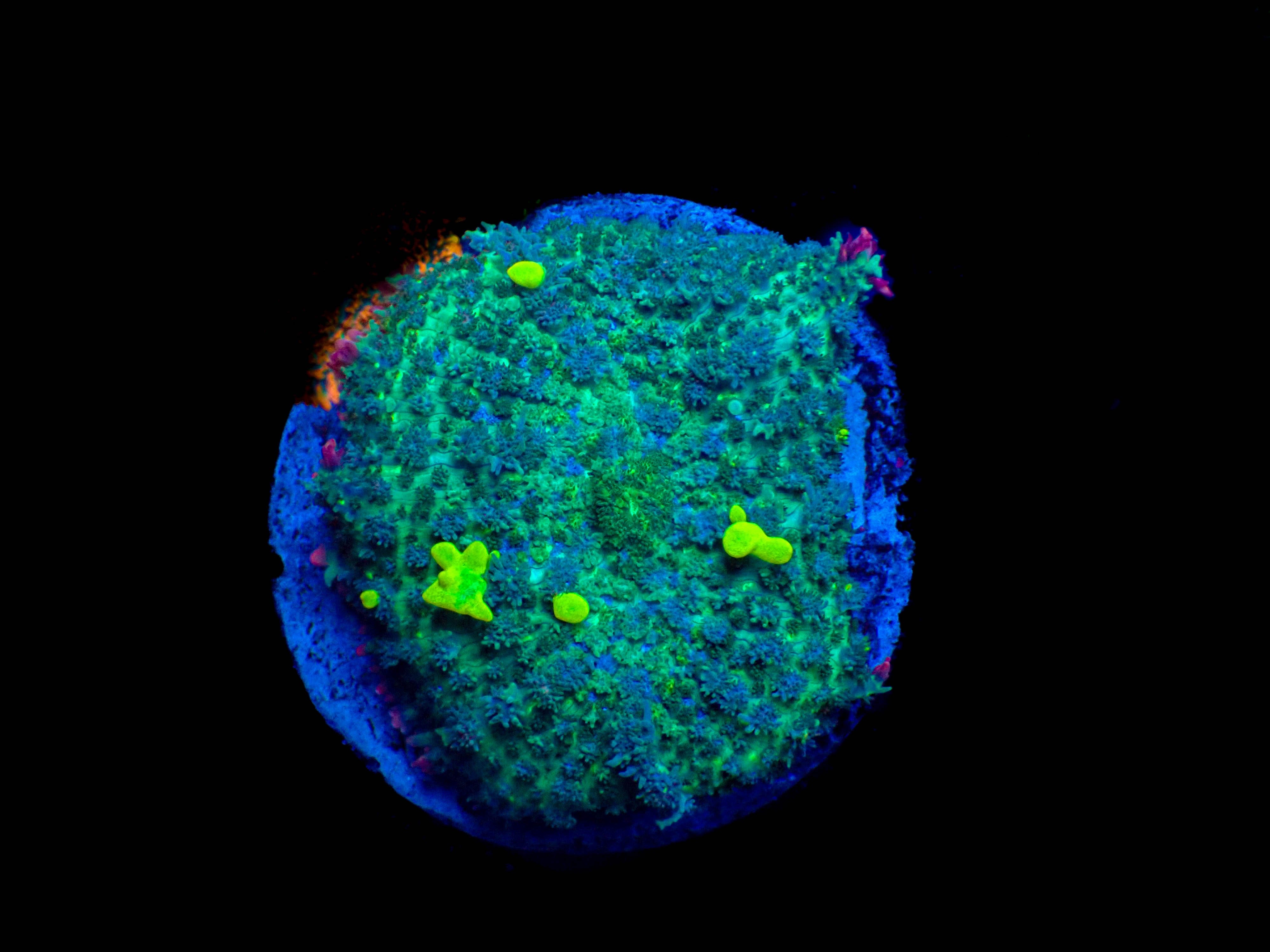 WYSIWYG Fuzzy Lime Bounce Mushroom