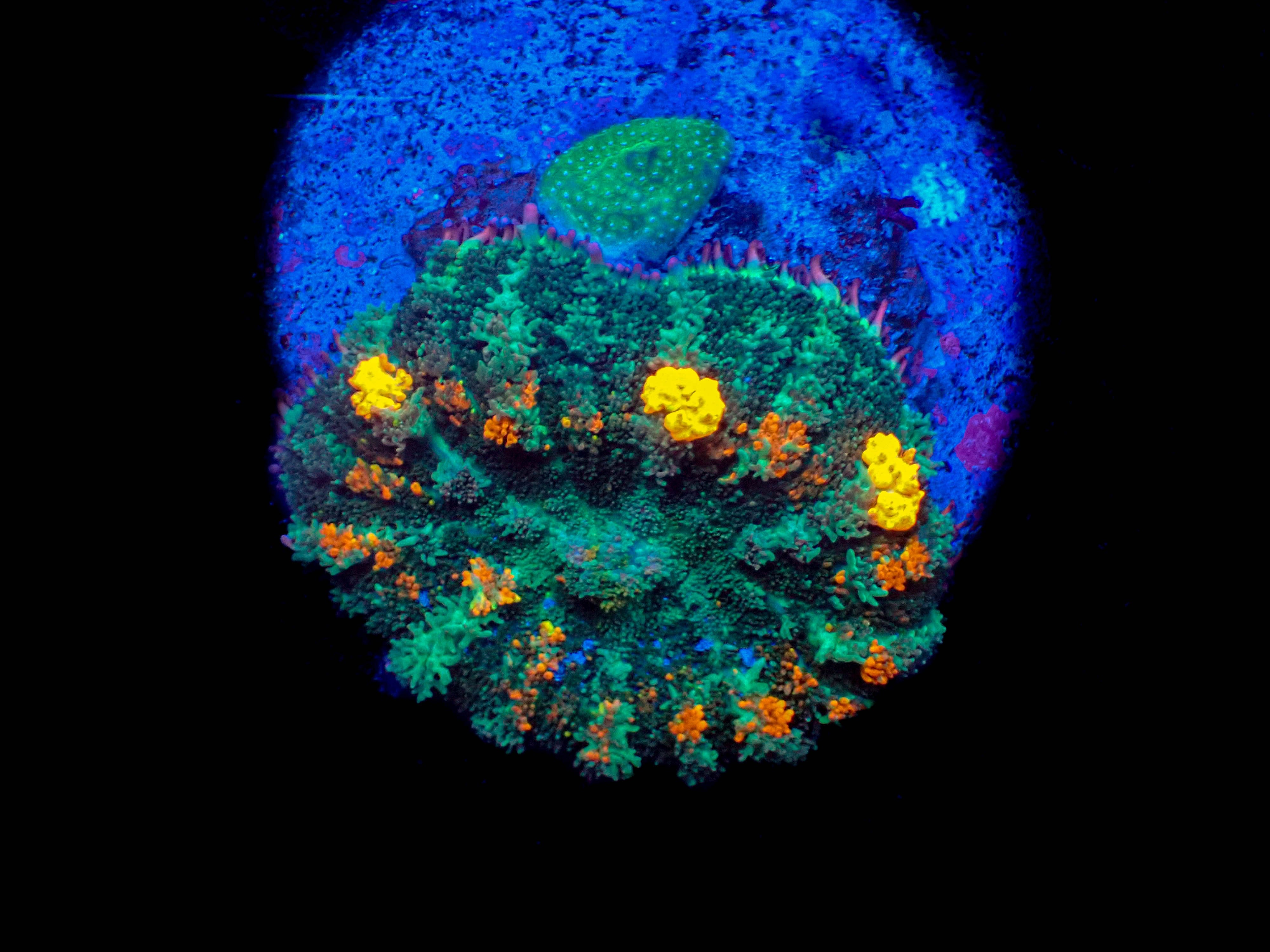 WYSIWYG Orange Pox Bounce Mushroom