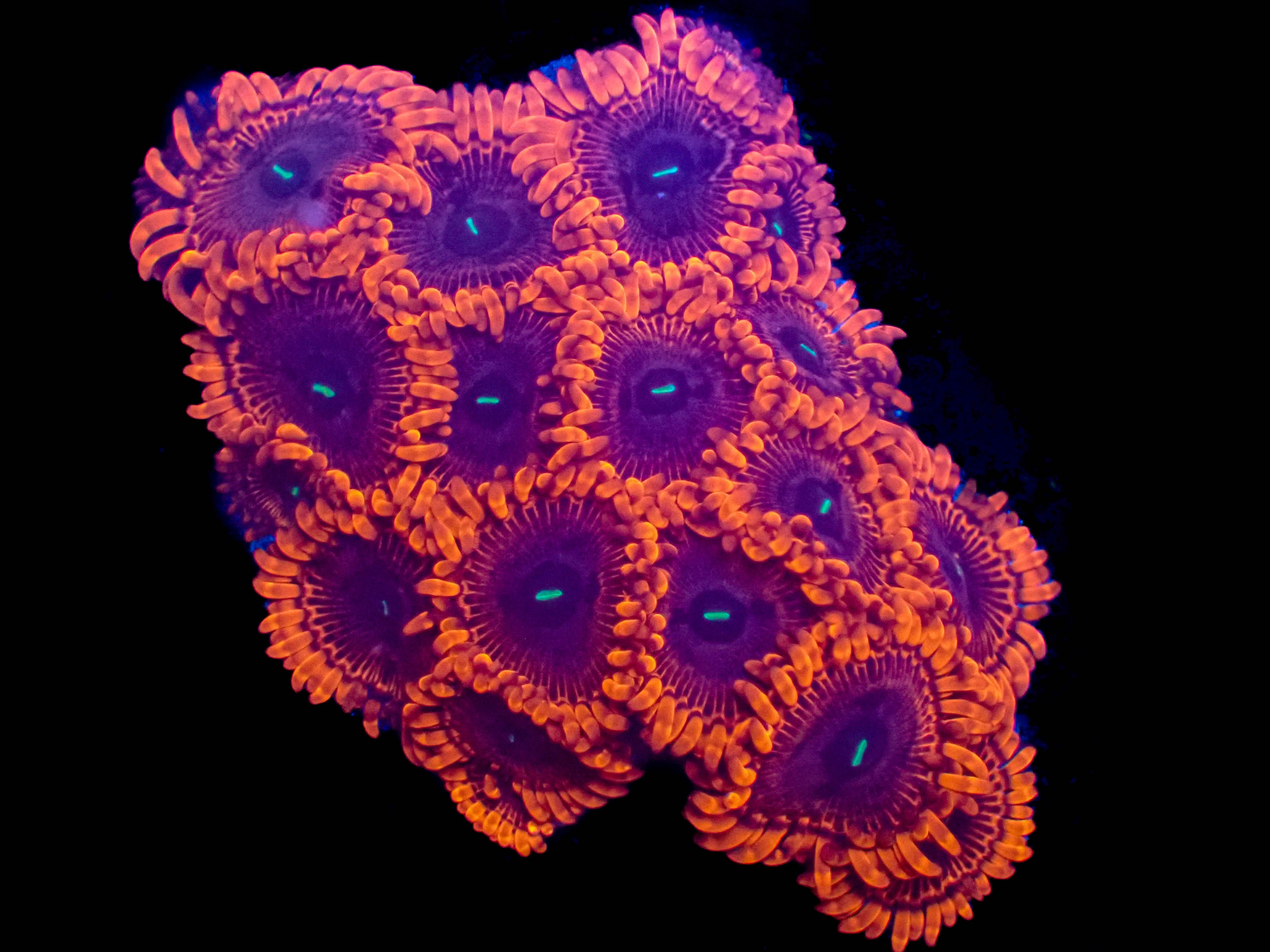 Scarlet Witch Zoanthid Frag **2-3 Polyps**