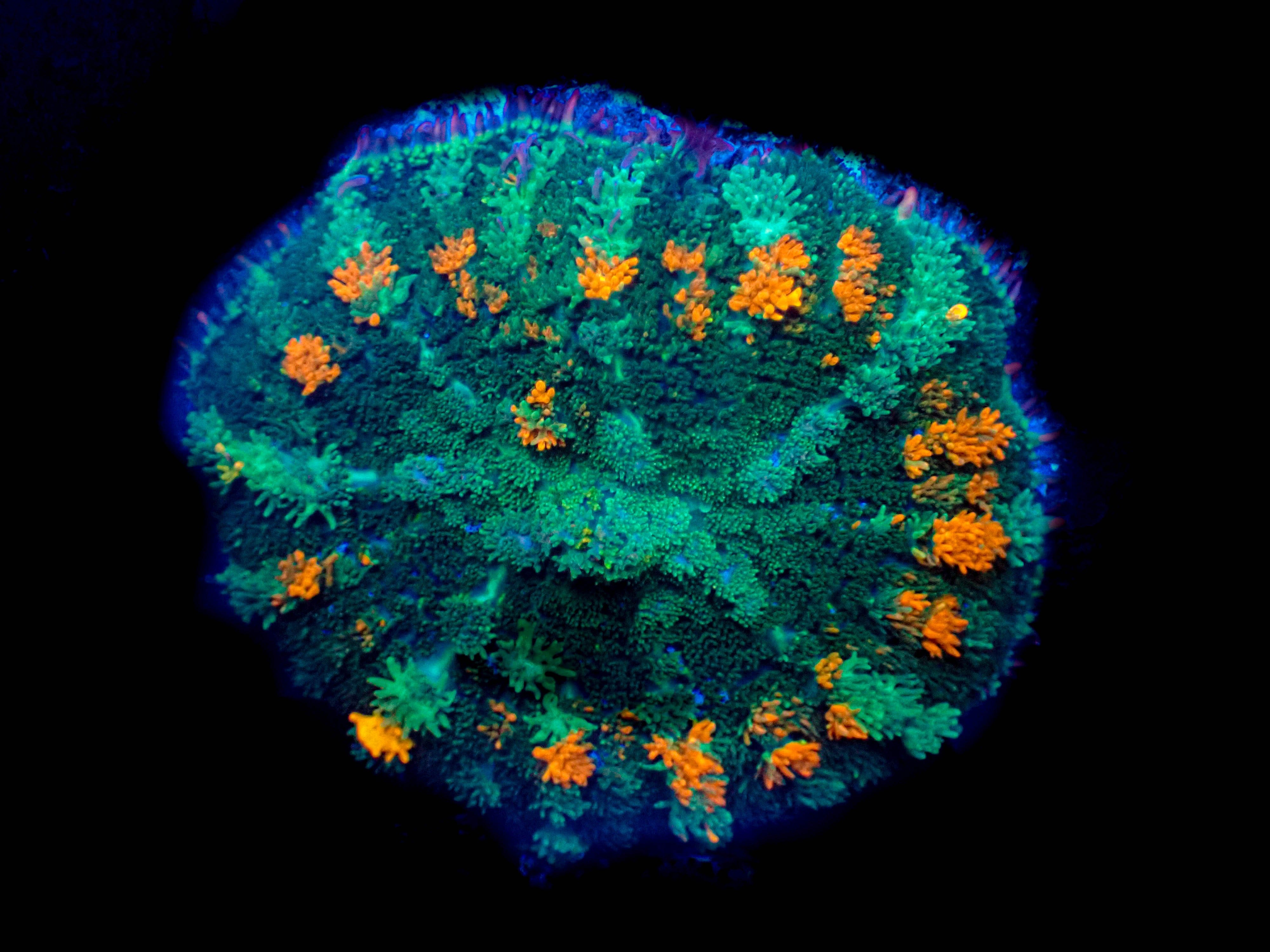 WYSIWYG Orange Pox Mushroom