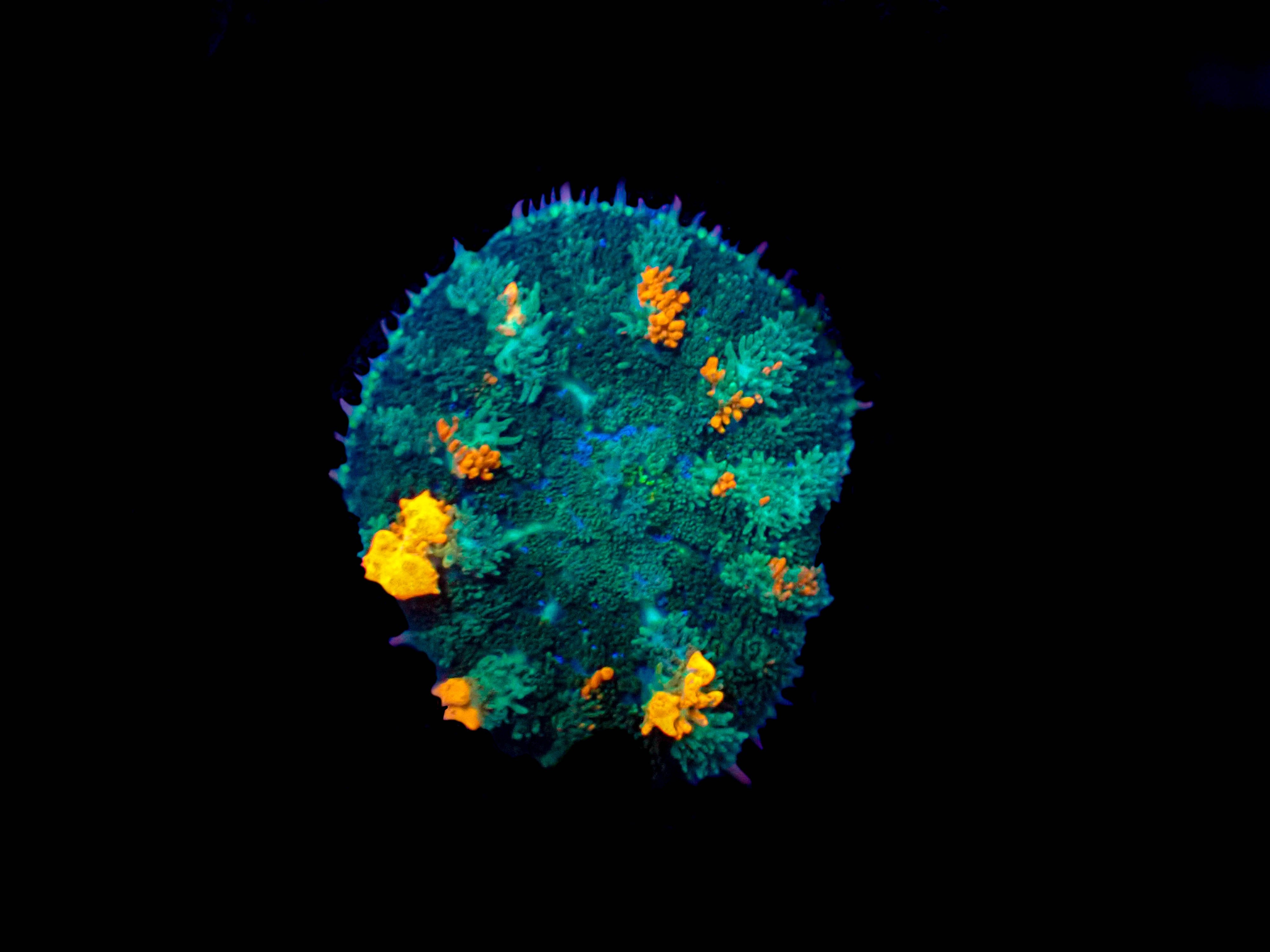 WYSIWYG Orange Pox Bounce Mushroom