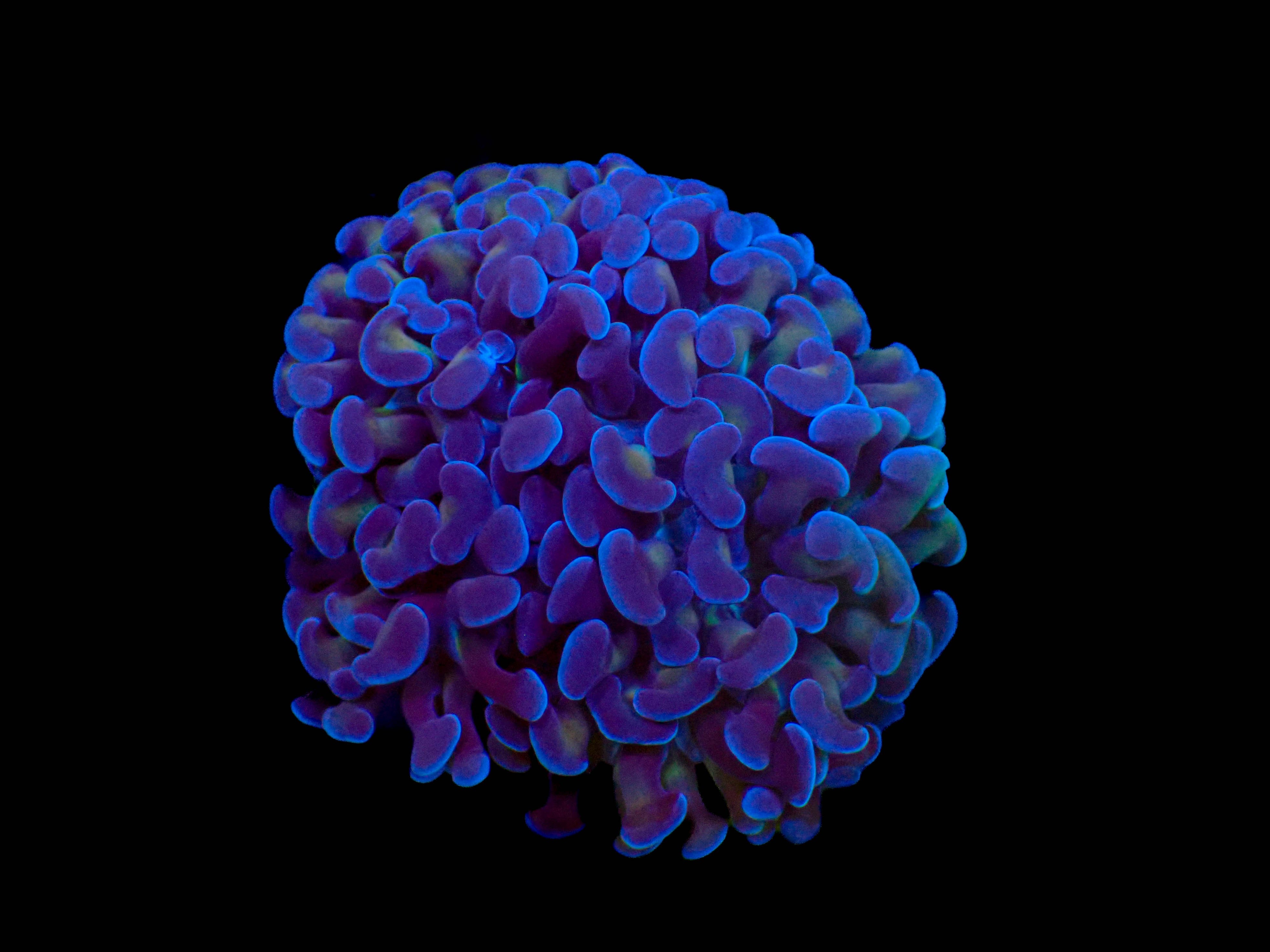 Blue Branching Hammer Frag