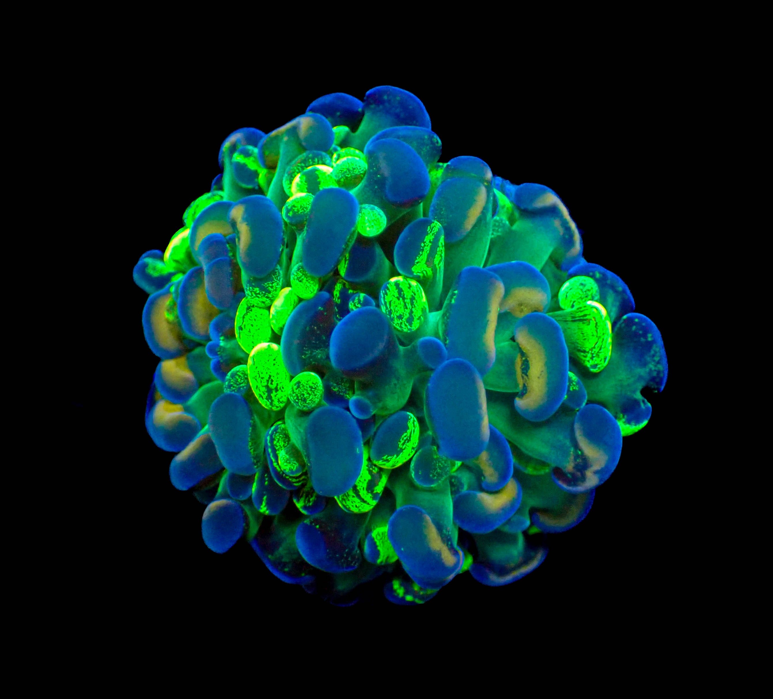 Ultra Gold Stem Splatter Hammer Frag