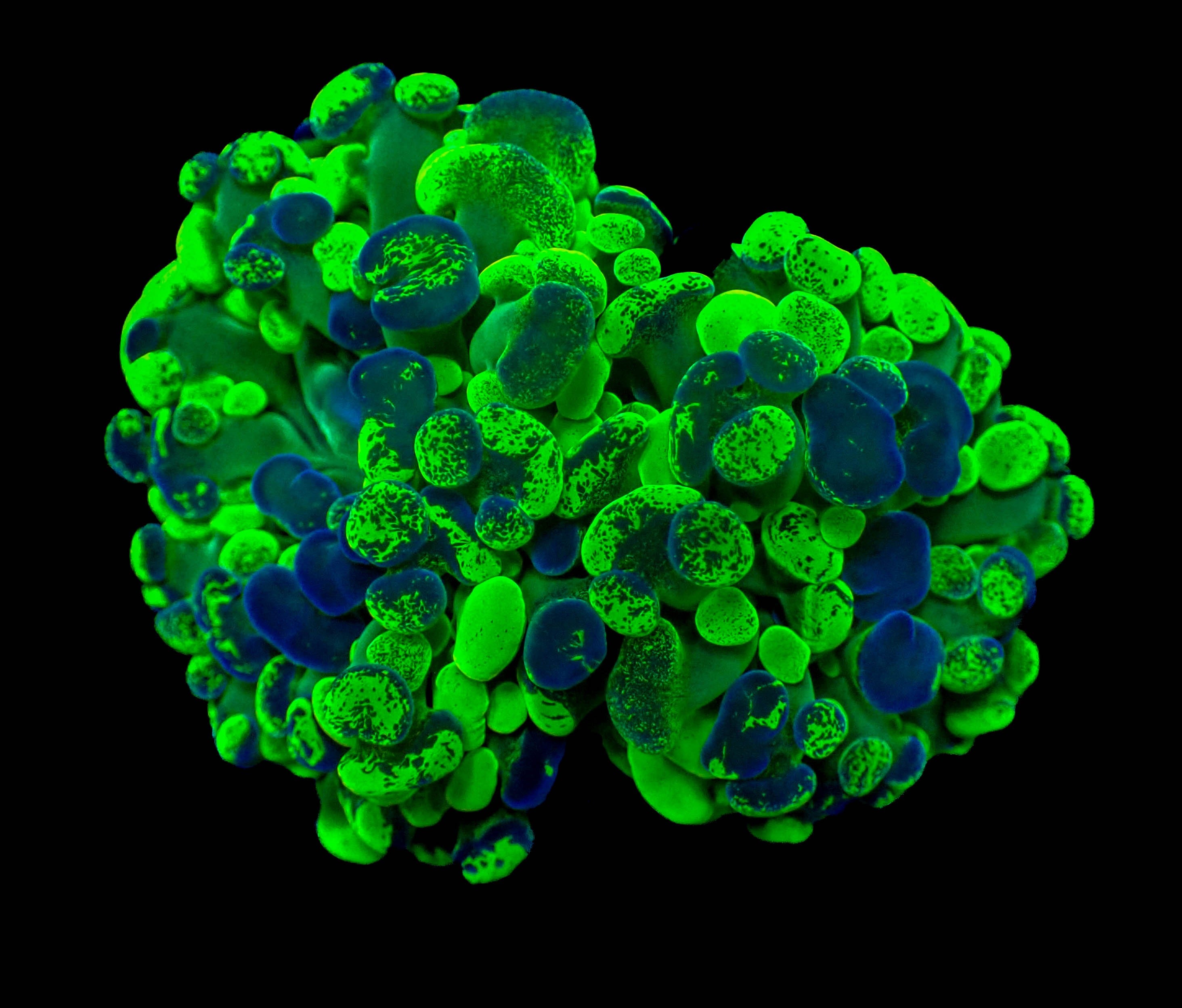 Splatter Branching Hammer Frag